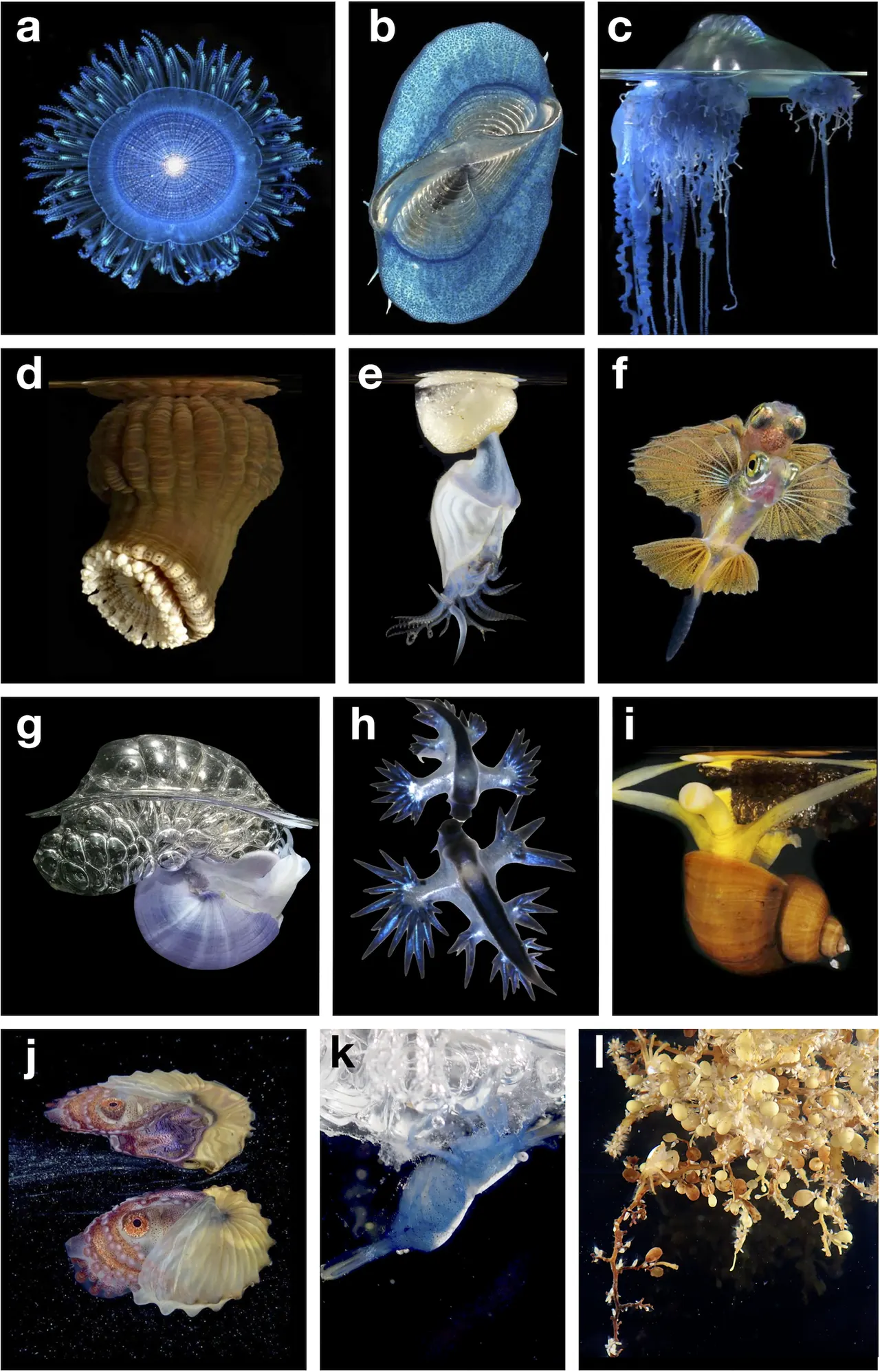 Illustratieve foto bij het feit Sargassum groeit volledig los van de zeebodem