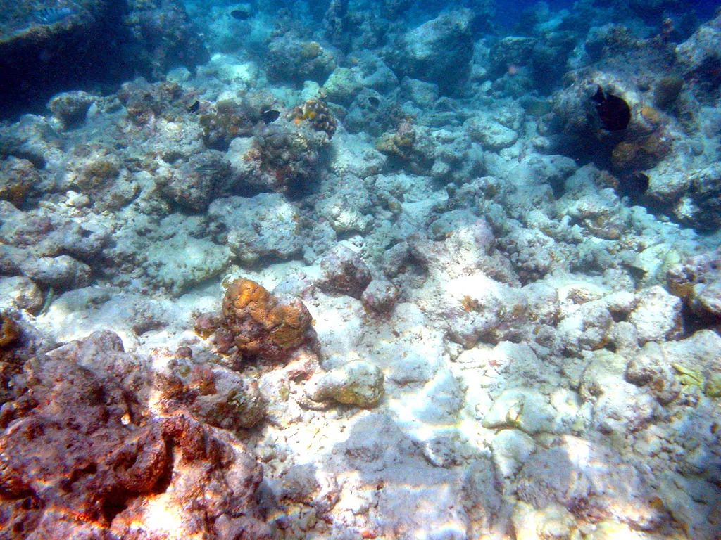 Illustratieve foto bij het feit Koraalsterfte rondom Bonaire gelinkt aan El Niño