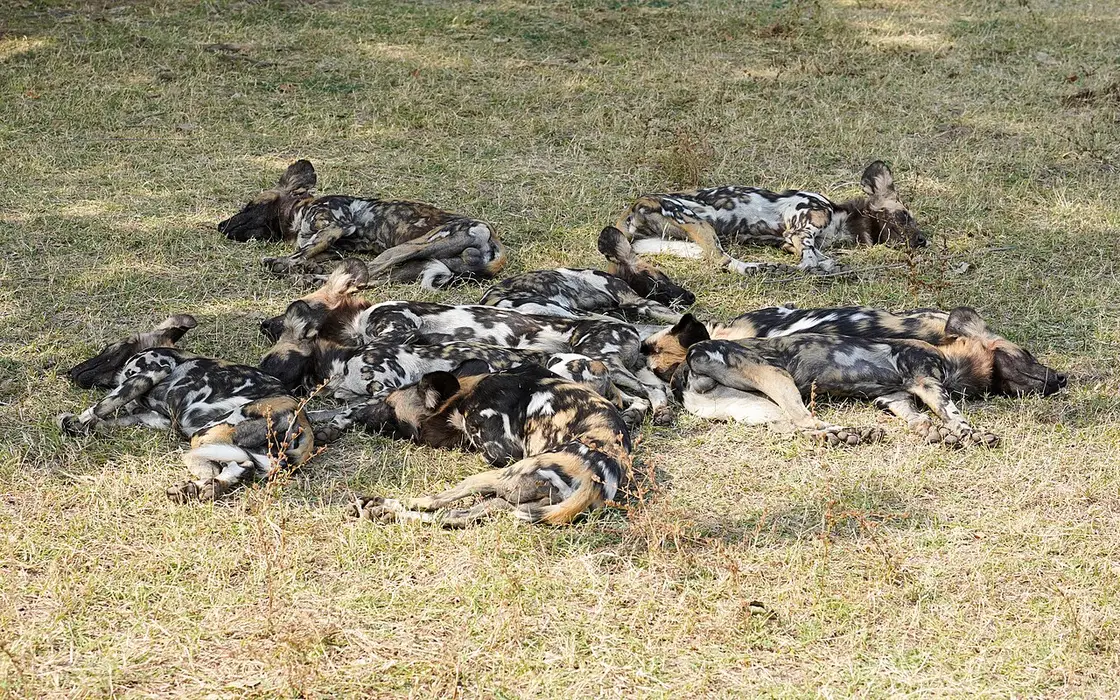 Illustratieve foto bij het feit Wilde honden leggen 4.000 kilometer af