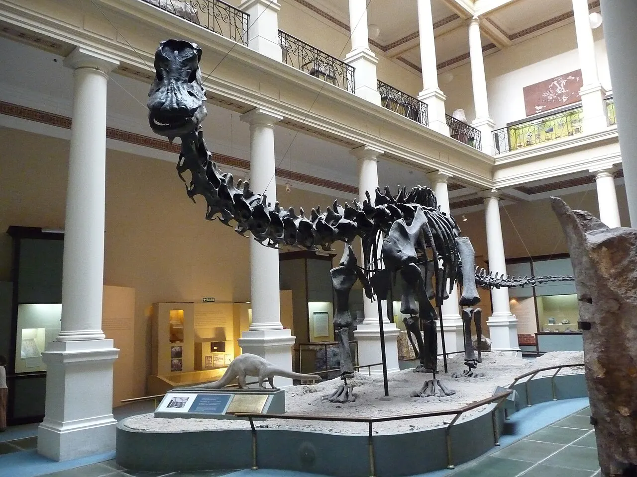 Illustratieve foto bij het feit De iconische Diplodocus was geen Amerikaanse local